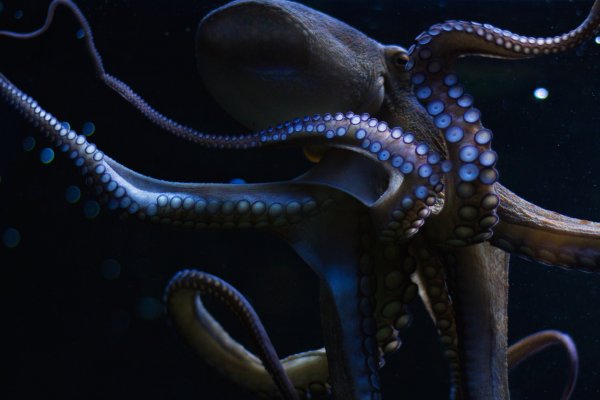 Kraken tor onion зеркало